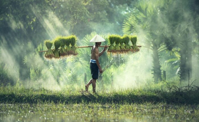 Mann mit Strohhut trägt Reisbündel auf Bambusstange durch Reisfeld in tropischer Landschaft.